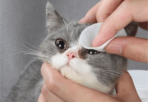 猫咪去泪痕吃什么猫粮