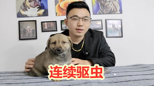 小狗驱虫后多久再驱一次