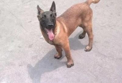马犬的体重