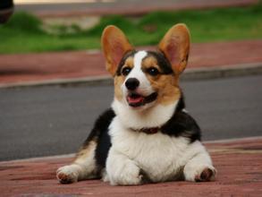 怎么养柯基犬幼犬