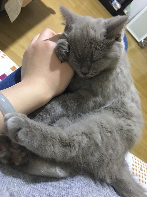 一个月的猫一天睡几个小时