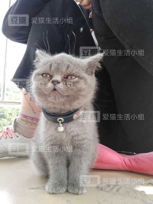 怎么给猫戒猫粮