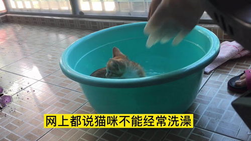 串串多久洗一次澡