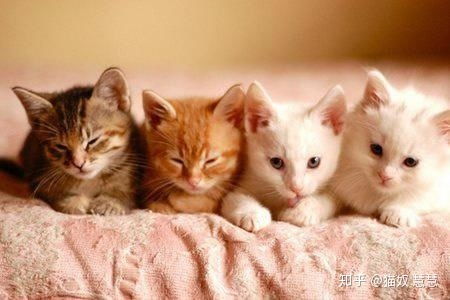猫一定要吃猫粮吗知乎