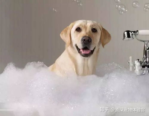 狗身上有跳蚤长什么样