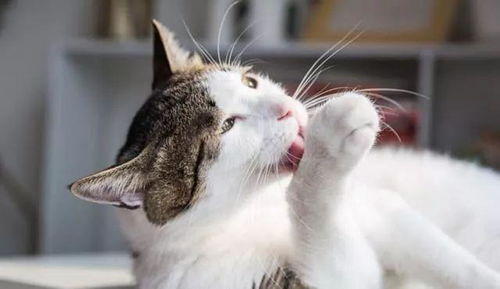 如何让猫咪吃猫粮-