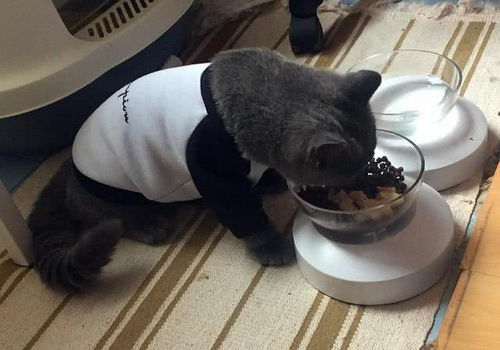 猫咪湿粮喂多少