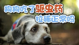狗狗拉稀可以驱虫吗