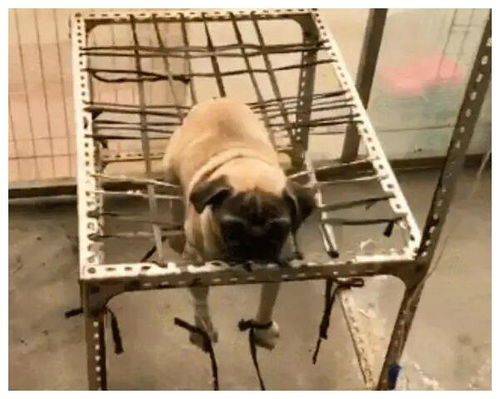 狗狗输液方法