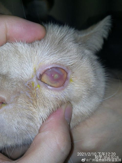 猫角膜腐骨具有多久的传染性