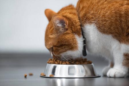 猫食量减少怎么回事