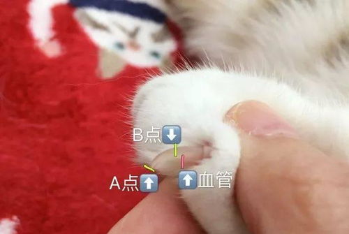 给猫剪指甲有什么坏处