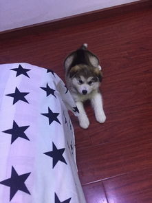 狗狗几个月换胎毛还会卷吗