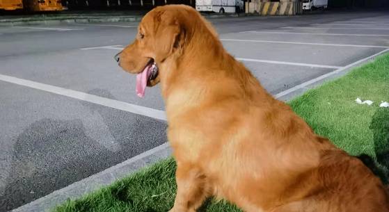 金毛狗狗多久可以定点大小便