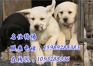 在哪里买狗比较好