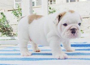 英国斗牛犬喜欢吃什么零食