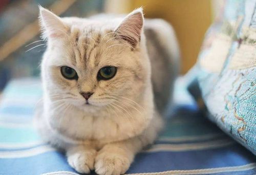 猫咪发脾气故意咬人怎么办