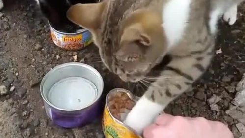 给猫买猫粮的说说