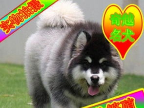 阿拉犬