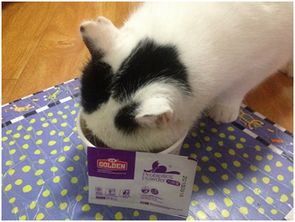 猫粮泡奶粉里 猫猫怎么不吃