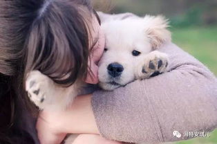 阿拉多大算成年犬