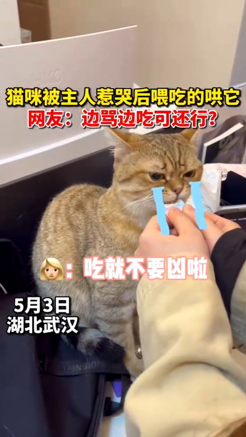 主人哭的时候猫咪会过来安慰