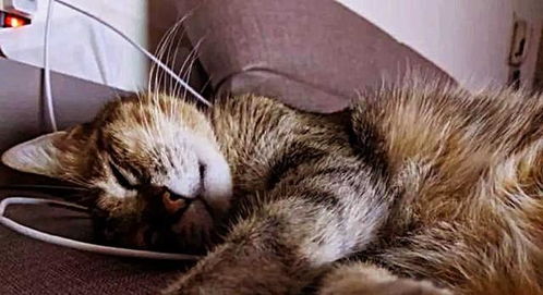 给猫埋葬