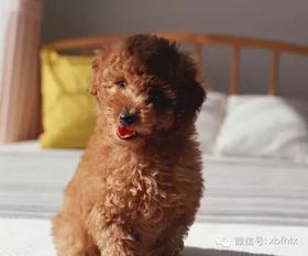 泰迪身上有一股骚臭味