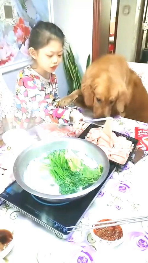 煮给狗吃的肉要放盐吗