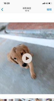 成年金毛打狂犬疫苗多少钱一针