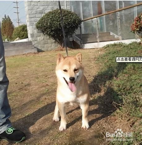 秋田犬不听话怎么办
