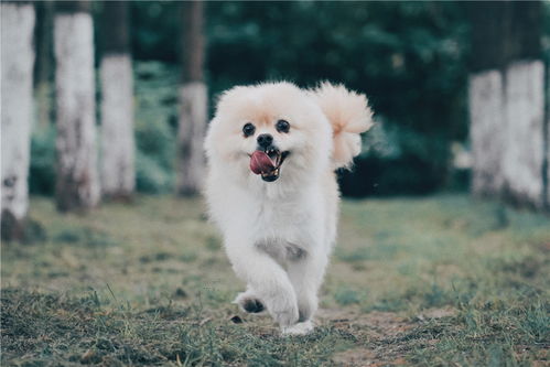 博美犬怀孕多长时间能生产