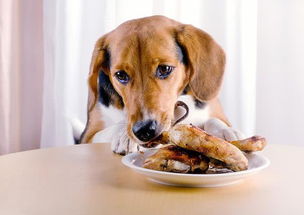 小狗没什么食欲正常吗