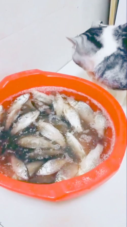 猫可以吃哪些鱼汤