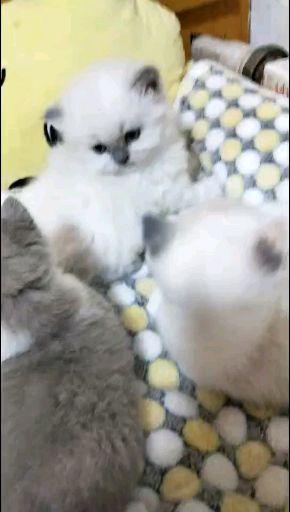 小猫多久能长大点