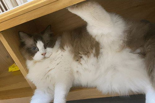 猫掉毛要掉多久才能长毛