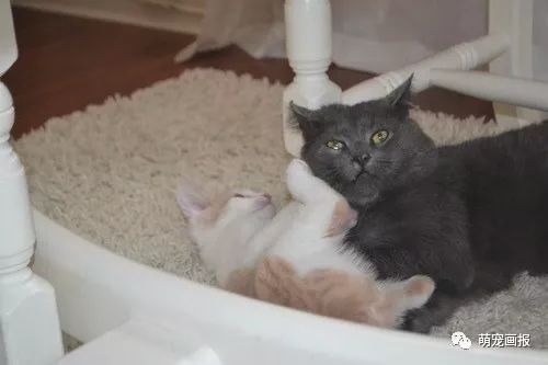 小猫骚扰大猫