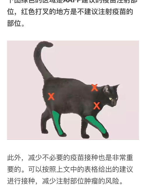 猫的疫苗打几针啊