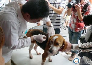 狗多久打狂犬病疫苗