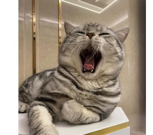 猫咪便秘吃什么牌子猫粮好