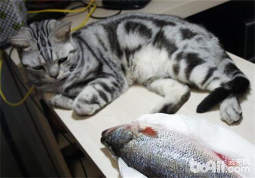 猫怀孕会食欲不振吗