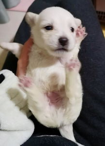 狗狗出生以后多久喂一次奶