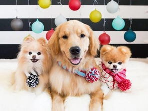 禁毒犬是什么品种