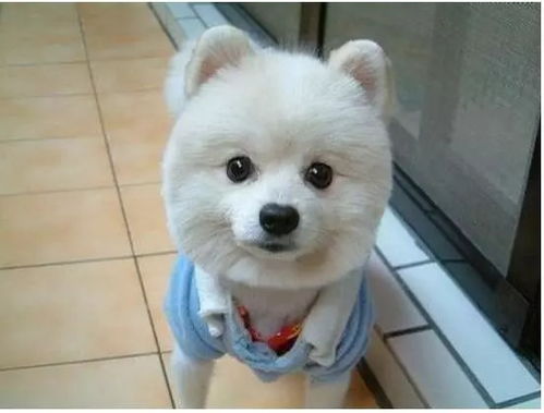 狗感冒眼屎多怎么回事