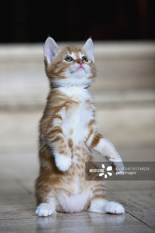 小猫多久可以离开母猫送人 母猫难过吗