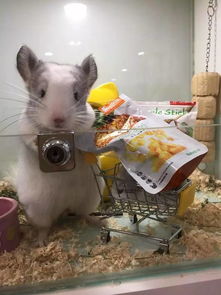 龙猫臭吗咬人吗