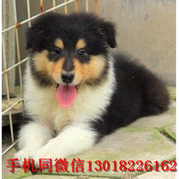 苏格兰牧羊犬洗澡多少钱