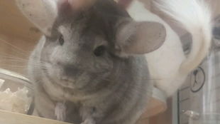 龙猫要从小养吗