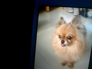 狐狸犬有哪些特点