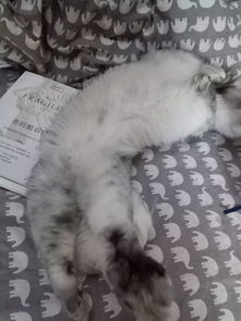 猫被打出屎吐血怎么办